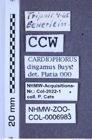 Etiketten zu Cardiophorus disgamus (Buysson, 1902) (NHMW-ZOO-COL-0006983)